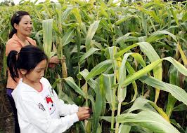 ພິທີອອກເຄື່ອນພົນທຳການຜະລິດໃນຍາມຕົ້ນປີໃໝ່